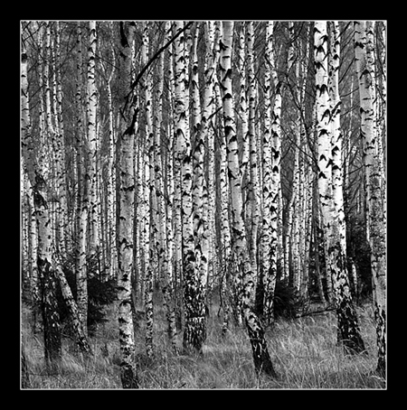 Birch Trees