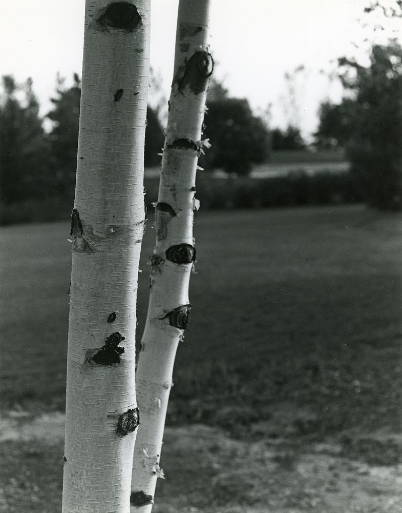 Birch Trunks