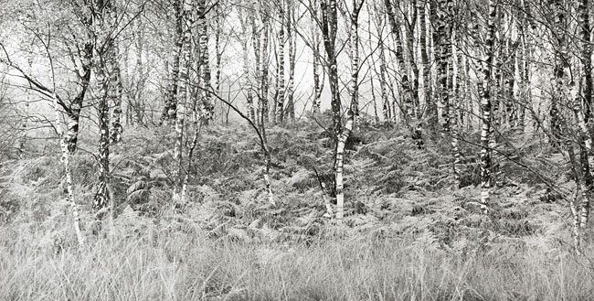 Birch Wood