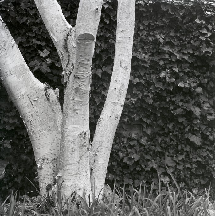 Birch