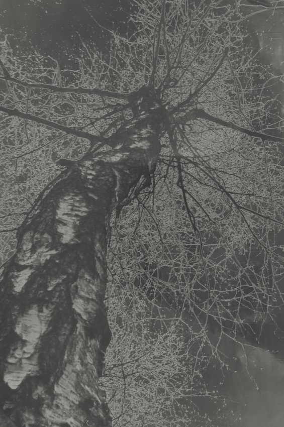 Birch