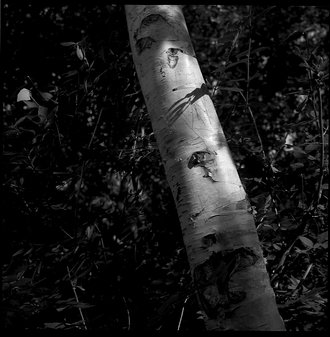Birch