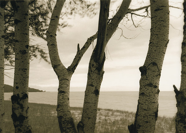 Birches at Cross Village