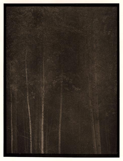 Birches in Fog