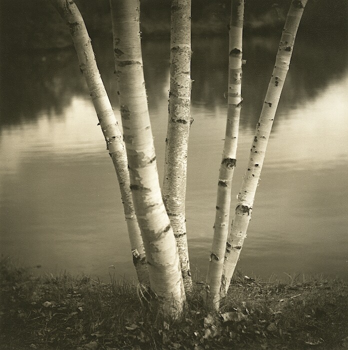 Birches (print)