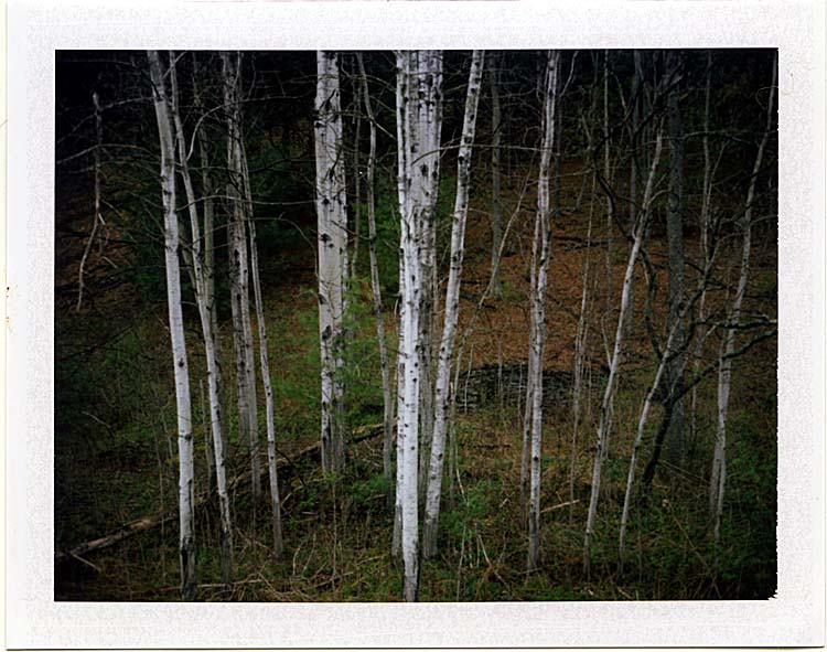Birches