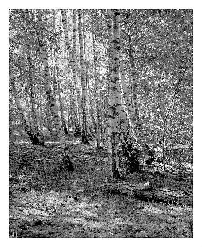 Birches