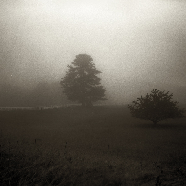 Birchwood Fog