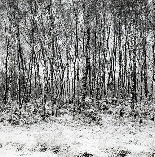 Birchwood