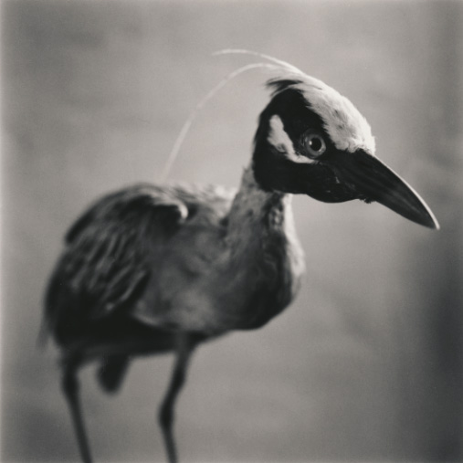 Bird, 2007