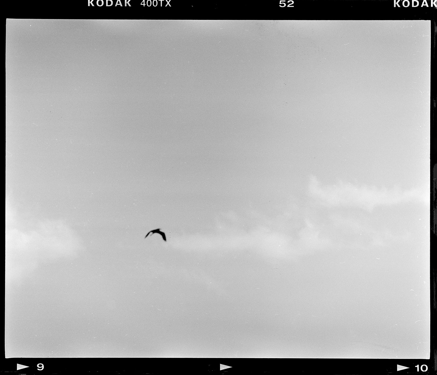 Bird, Clouds, Great Falls