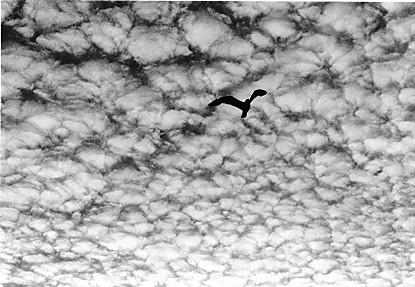 bird & clouds