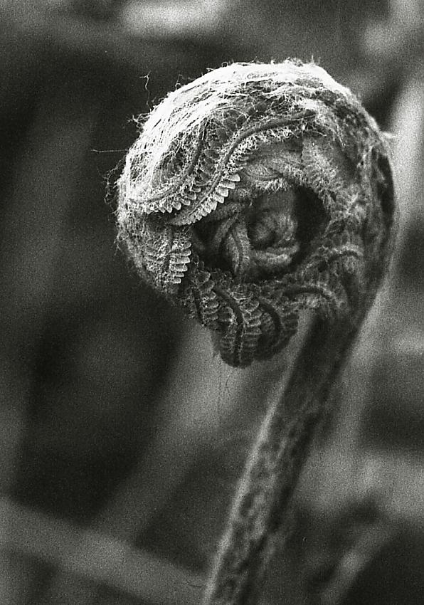 bird fern