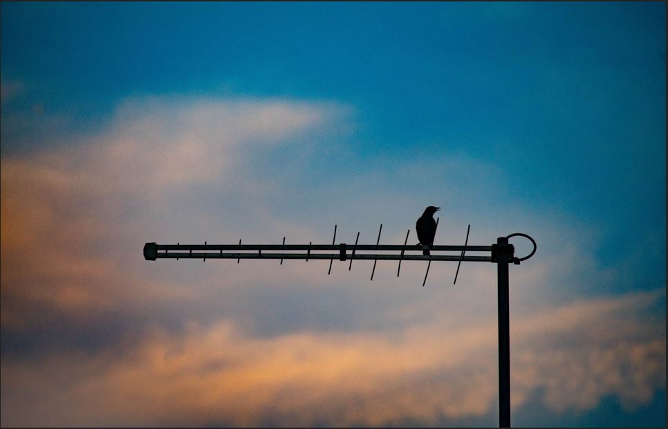 Bird In Antenna