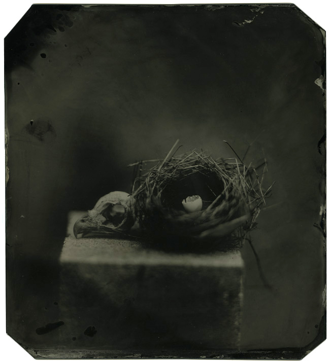 Bird nest &amp; skull