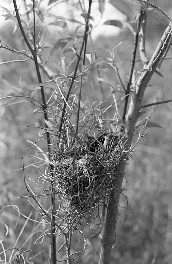 Bird Nest