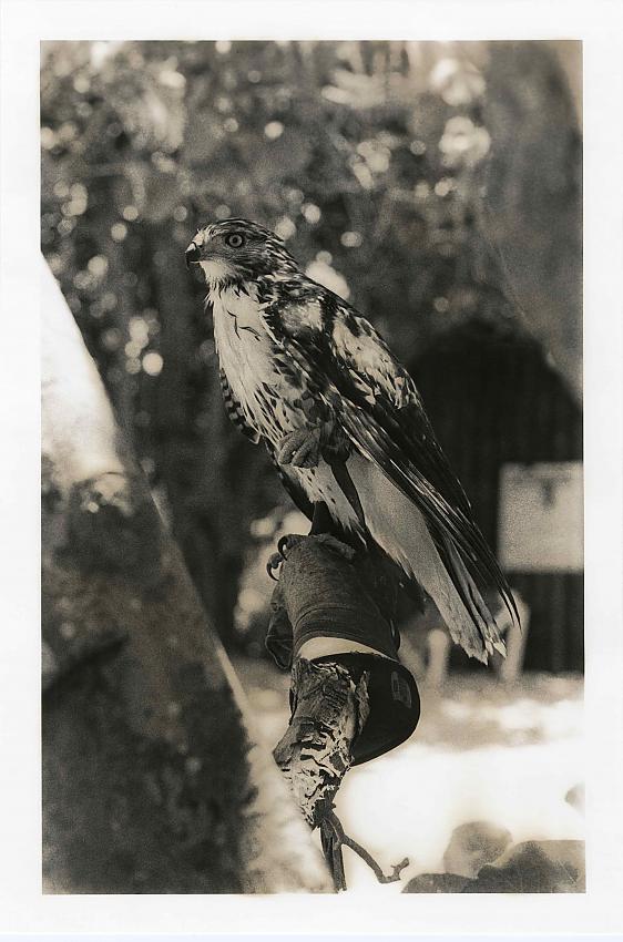 Bird of prey