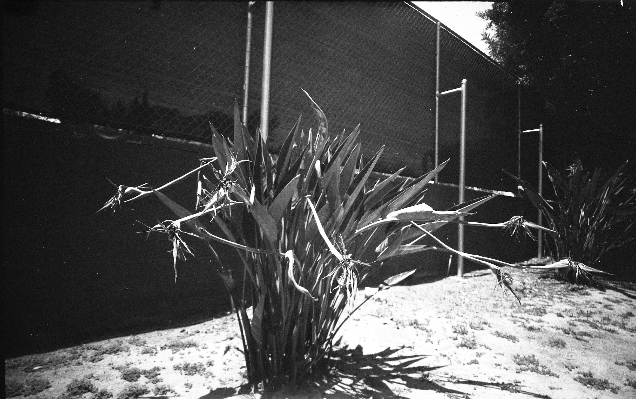 Bird of Purgatory (CR_0382_007)