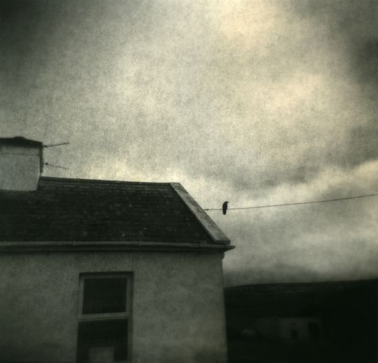 bird on a wire