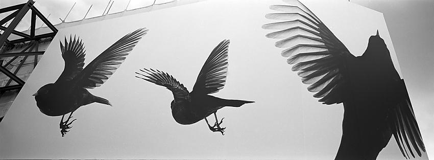 birdies