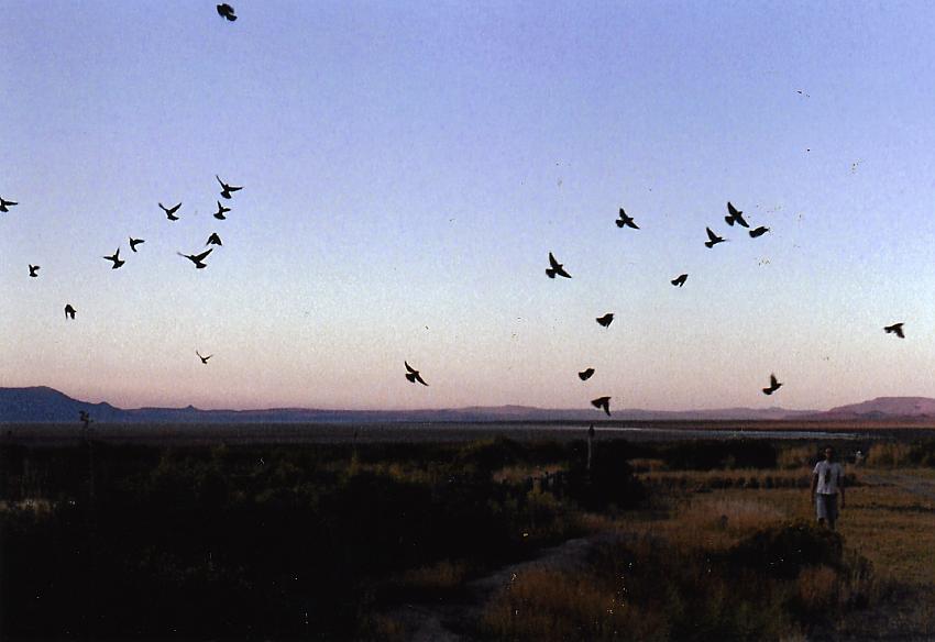 Birds against sunset
