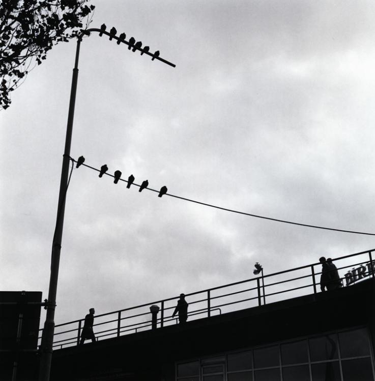 Birds And Men