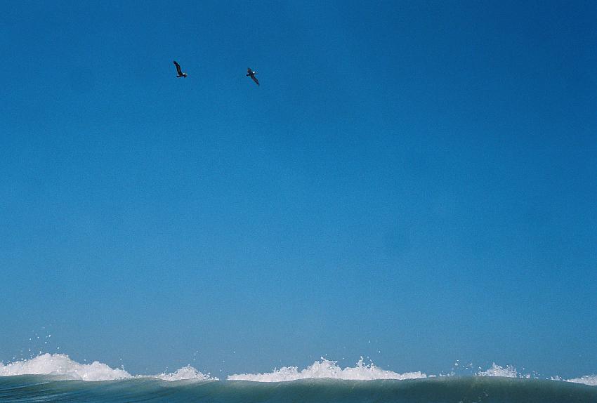 Birds and Wave