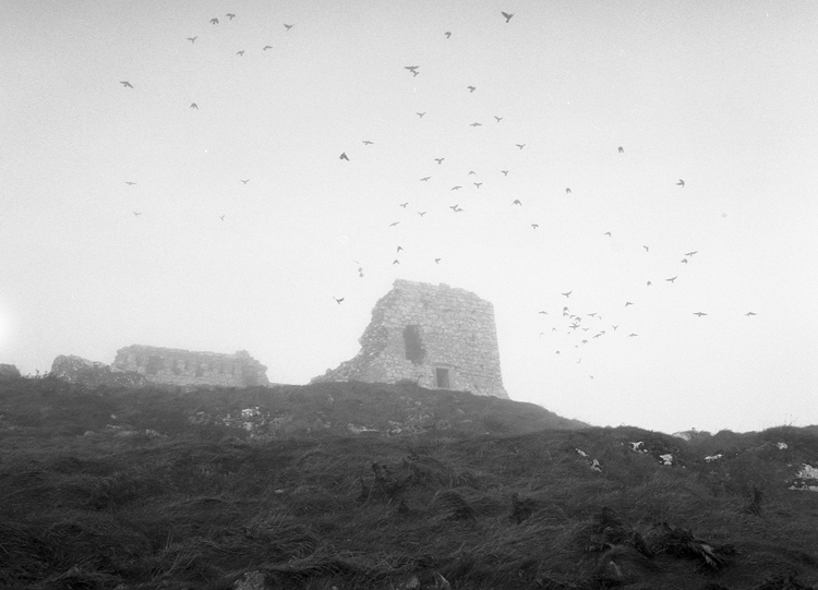 Birds at Rock of Dunamase Castle.