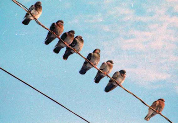 birds