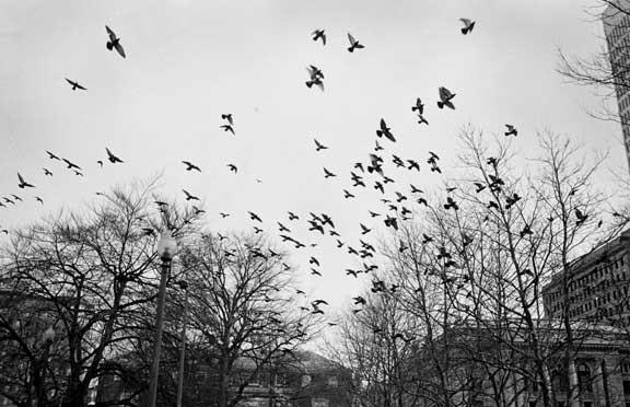 birds2
