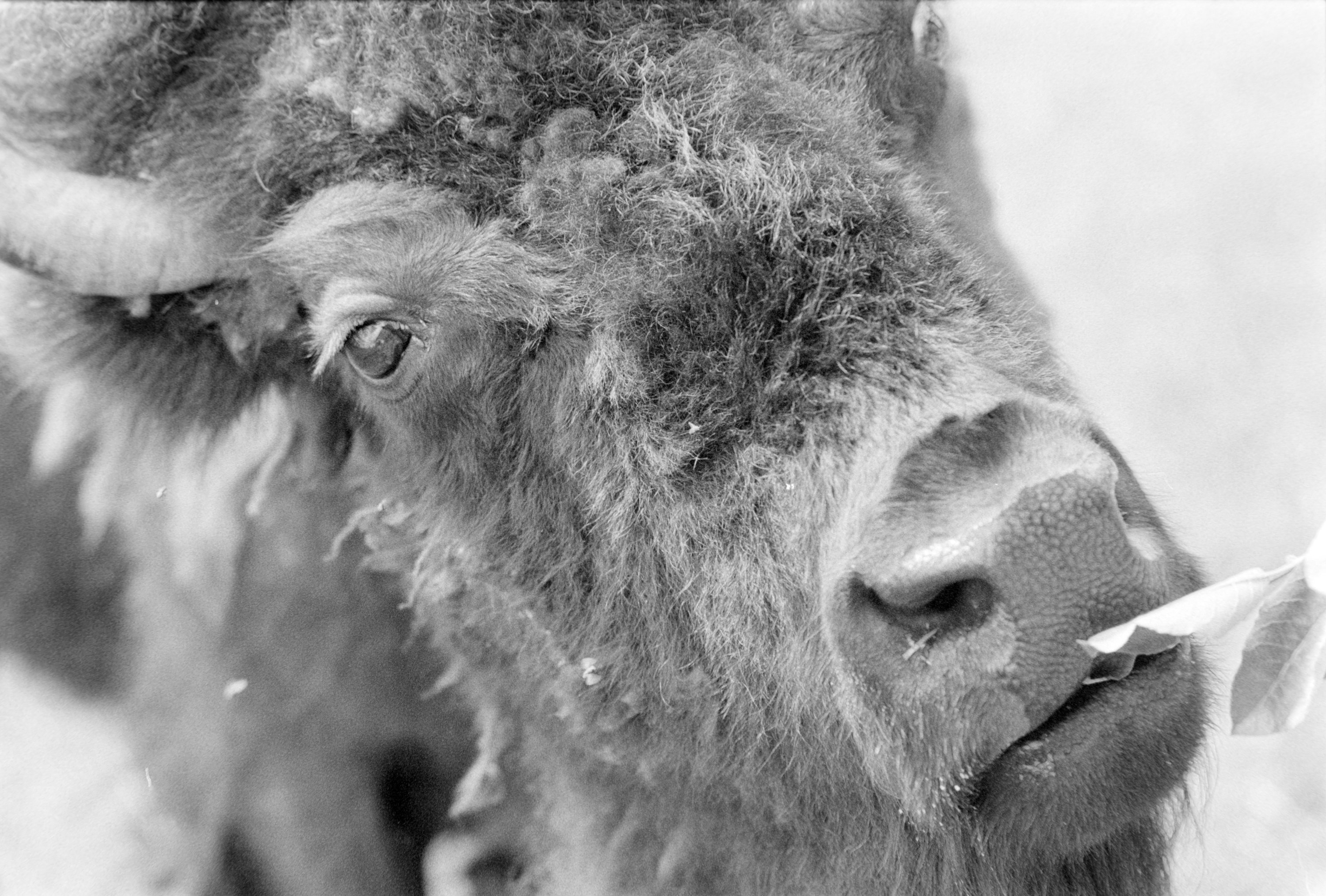 bison face.jpg