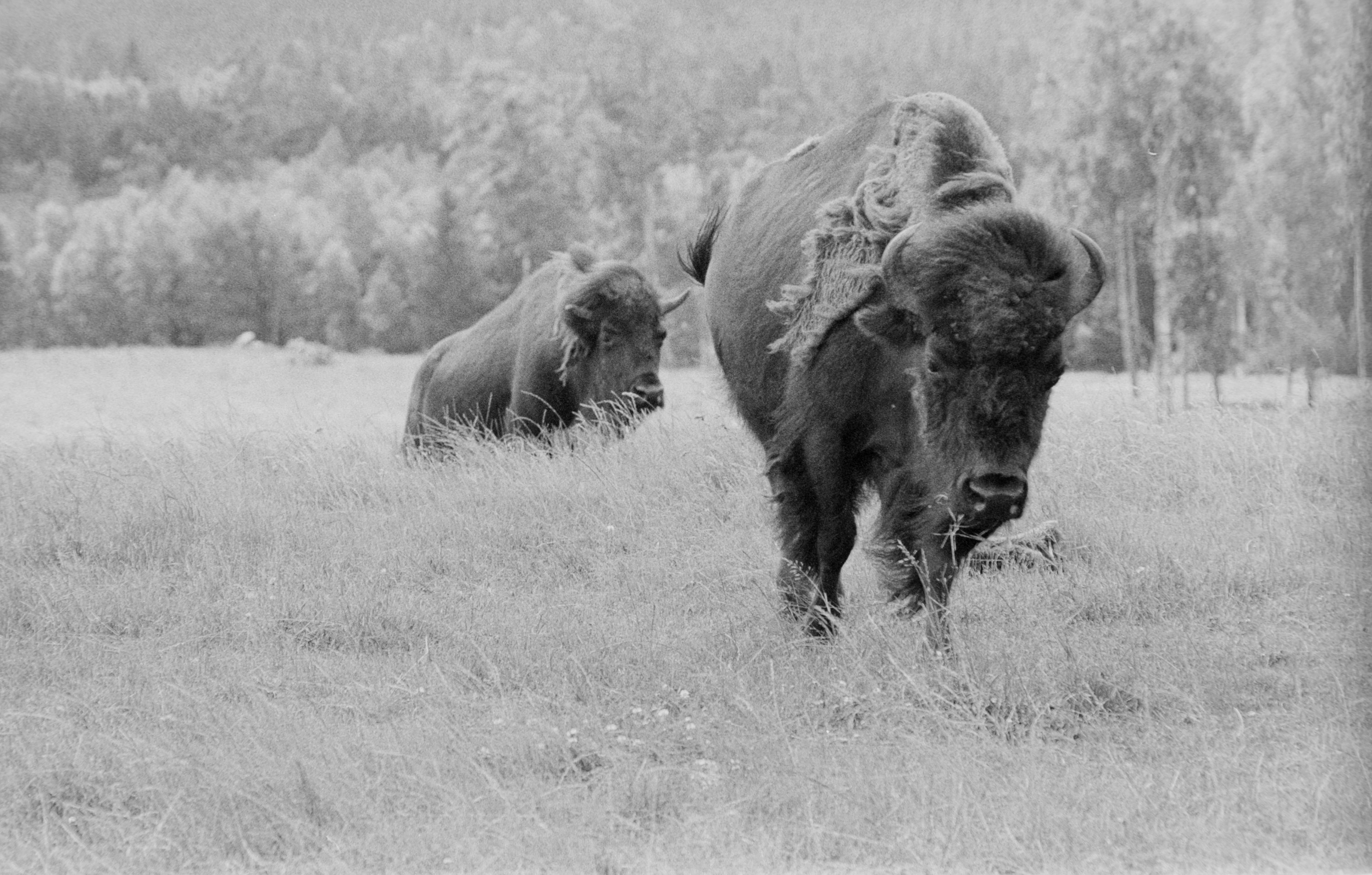 bisons.jpg