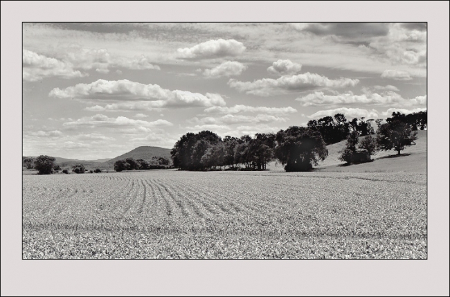 Black Dirt Farm Corn Field