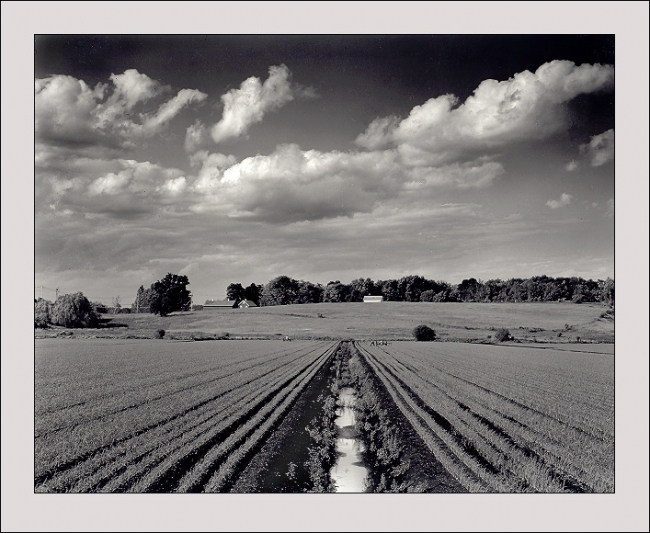 Black Dirt Onion Field