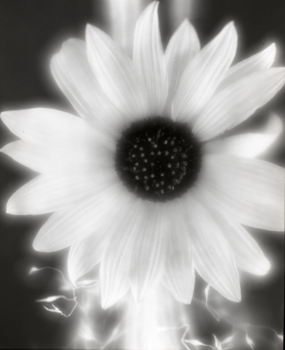 Black-eyed-Susan #1