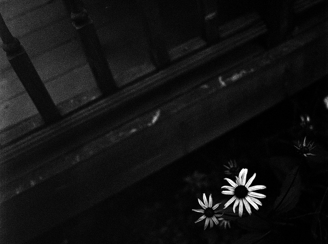 Black Eyed Susans