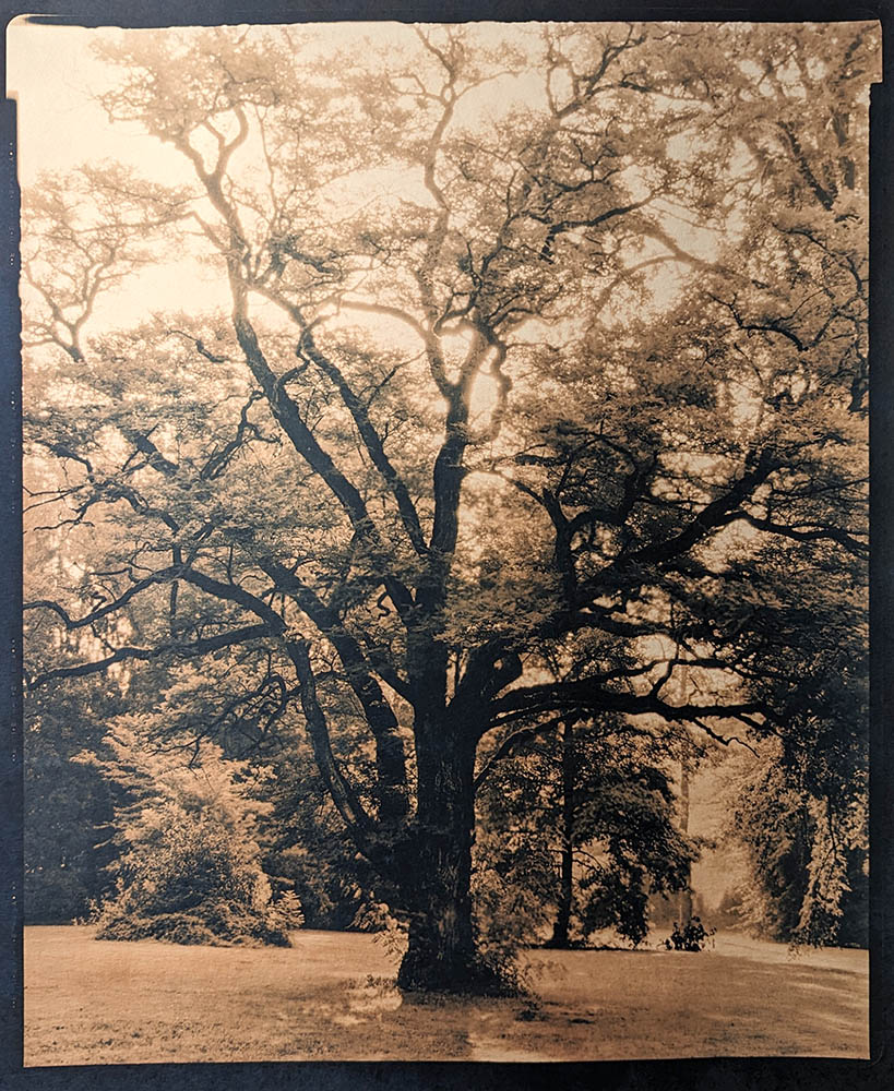 Black Locust