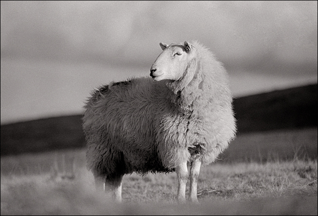 Black Mountain Sheep