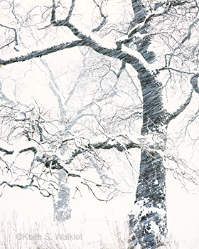 Black Oak, Snow Squall
