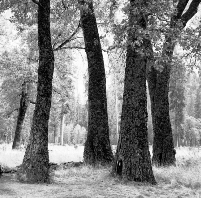 Black oaks - Yosemite