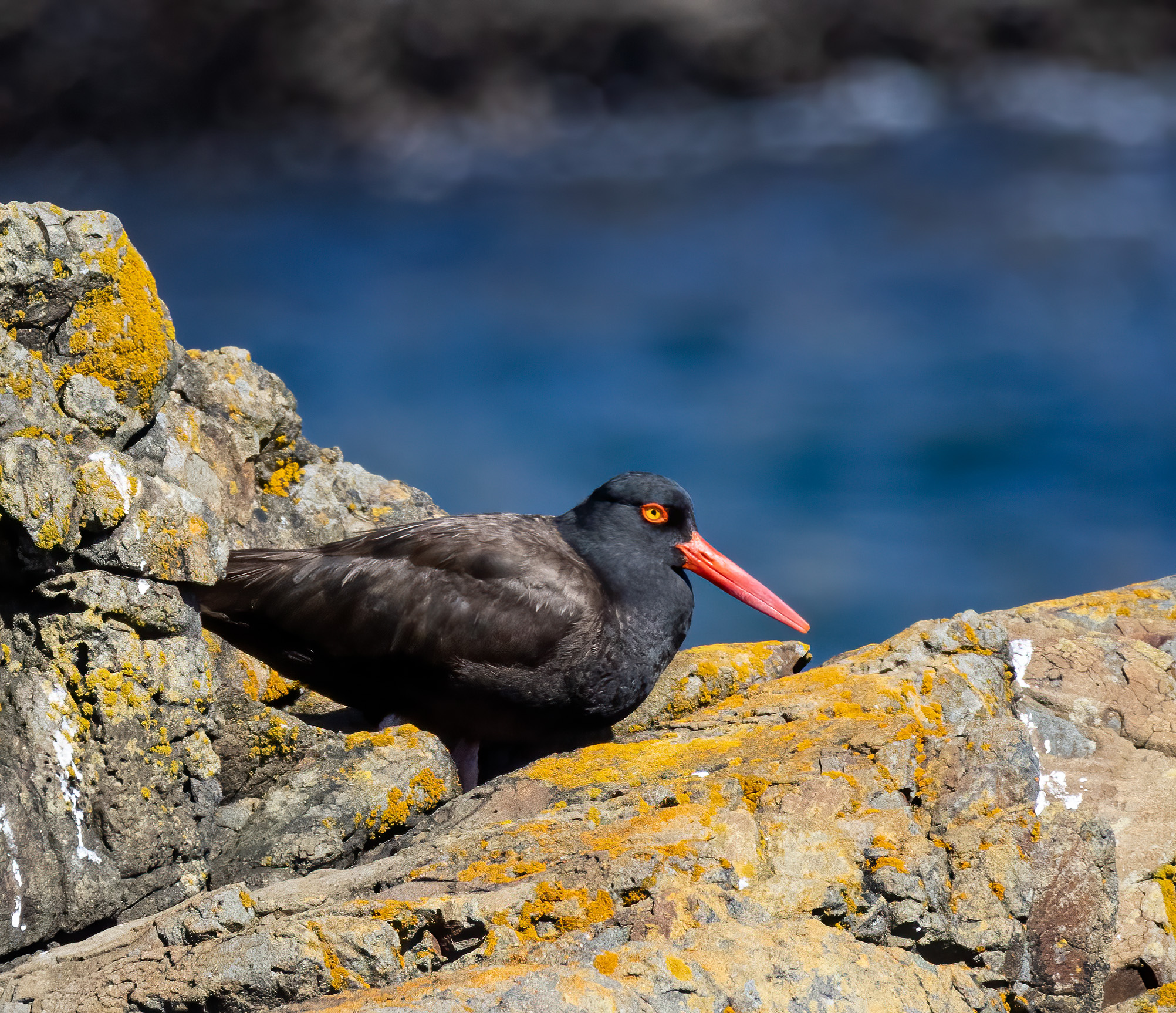 Black Oystercatcher