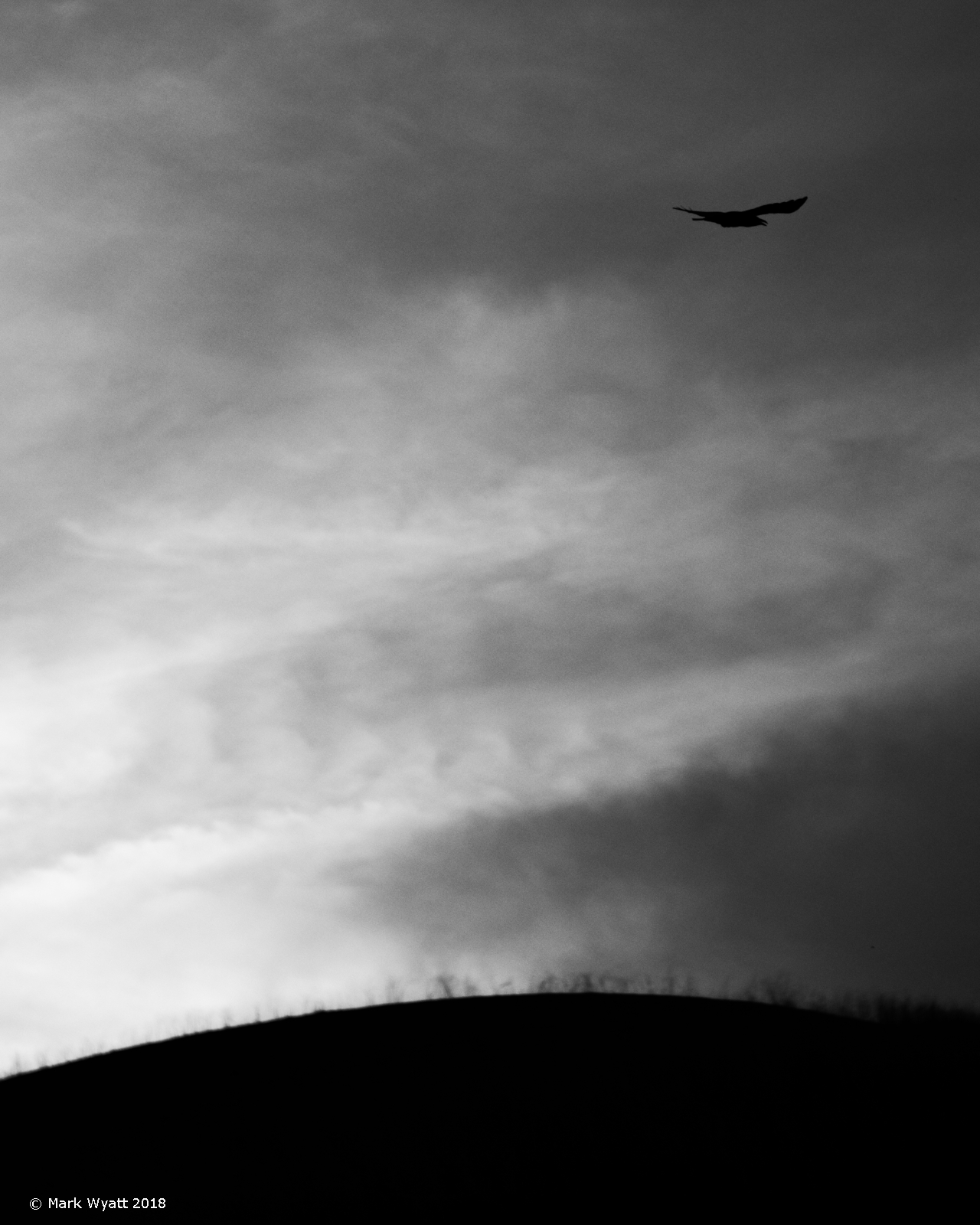 Blackbird Fly