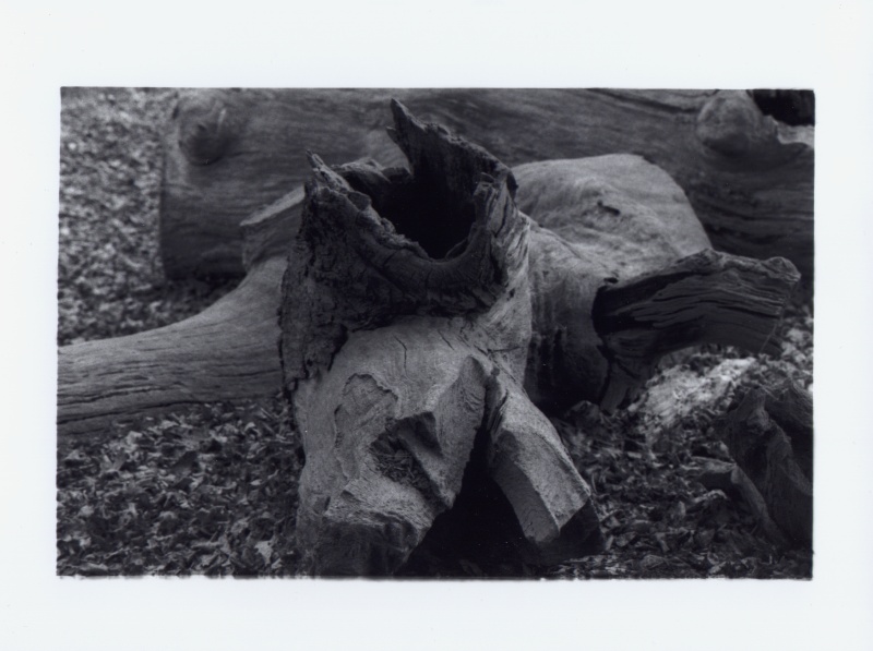 Bleached tree