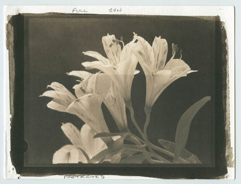 Bleaching salt print