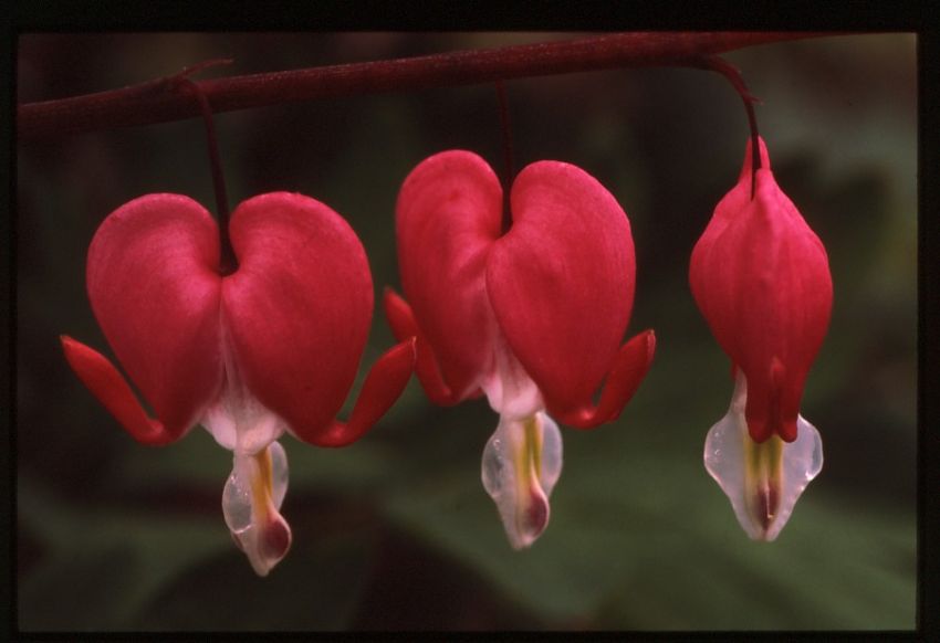 Bleeding Hearts.