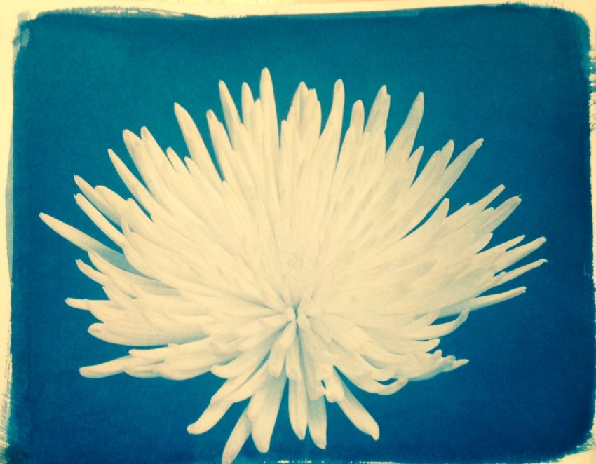 Bloom