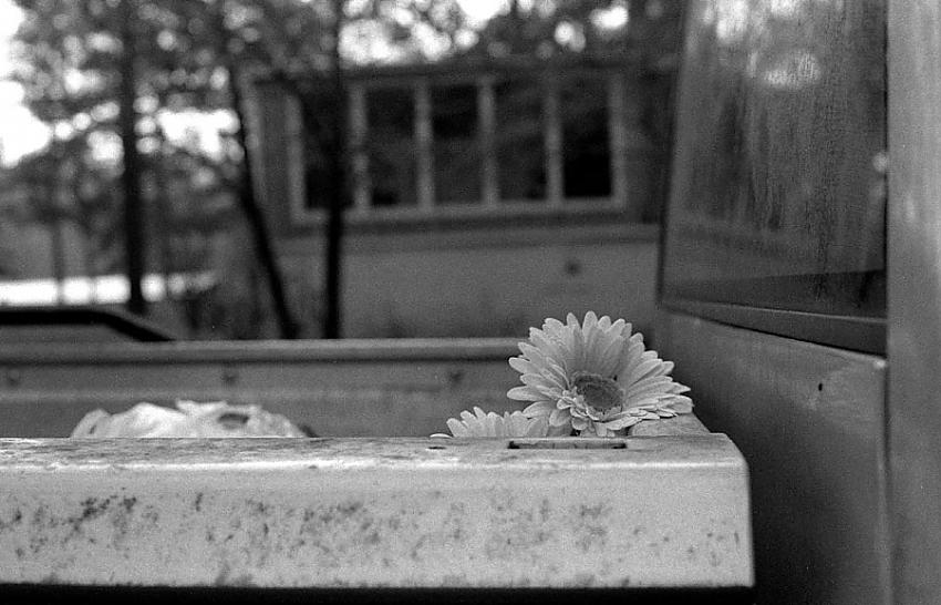 Bloominimal