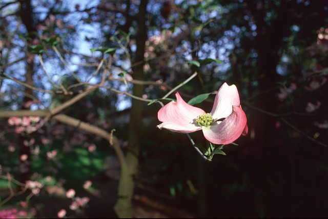 Blossom