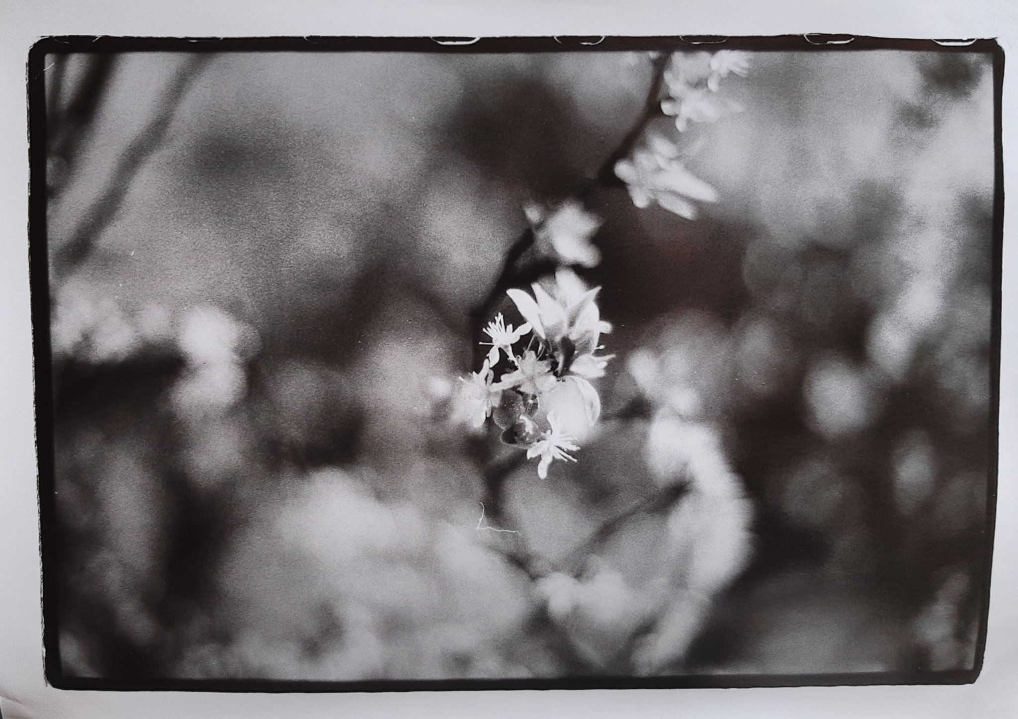 Blossom