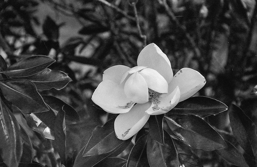 Blossom